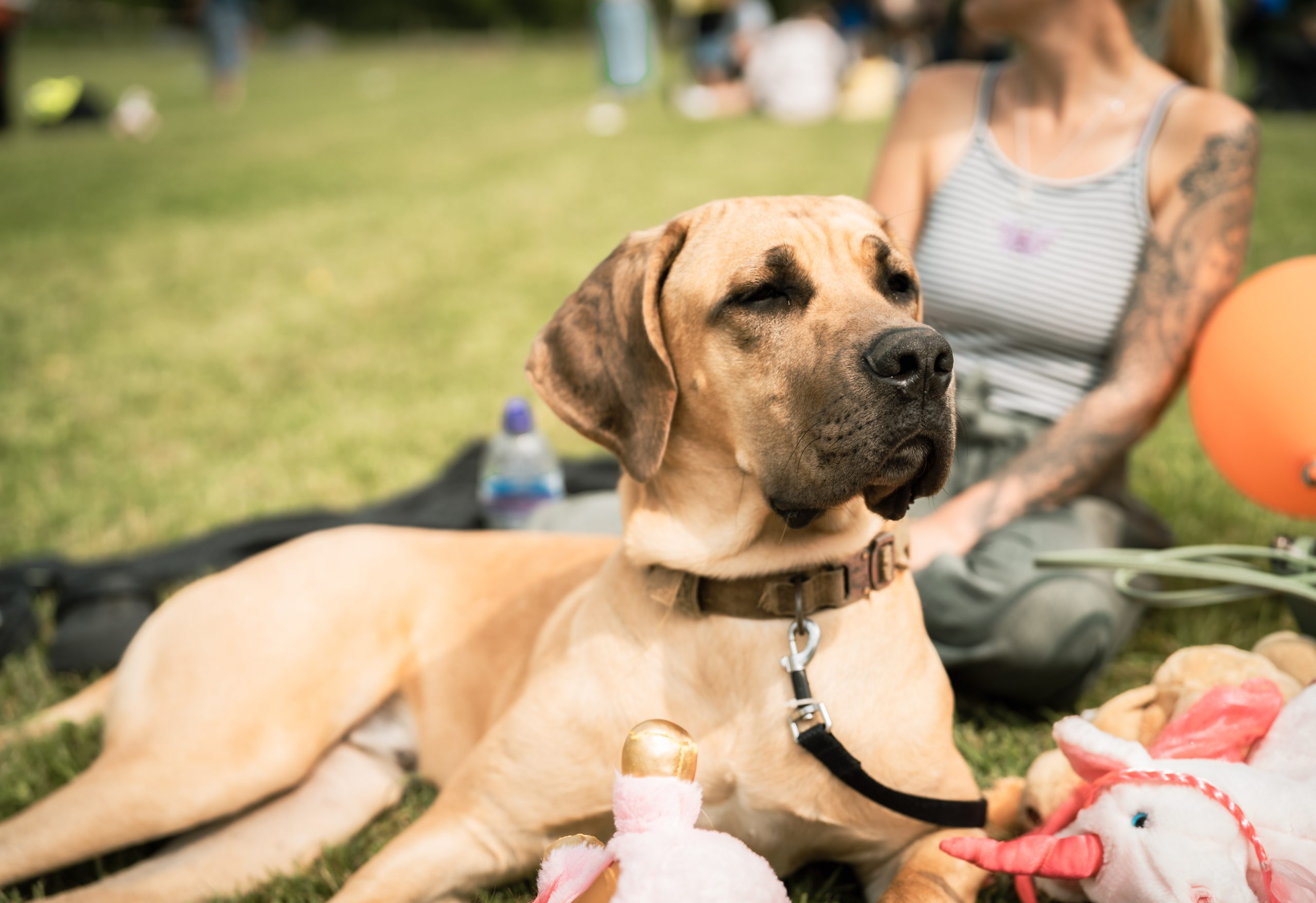 Great Dane
