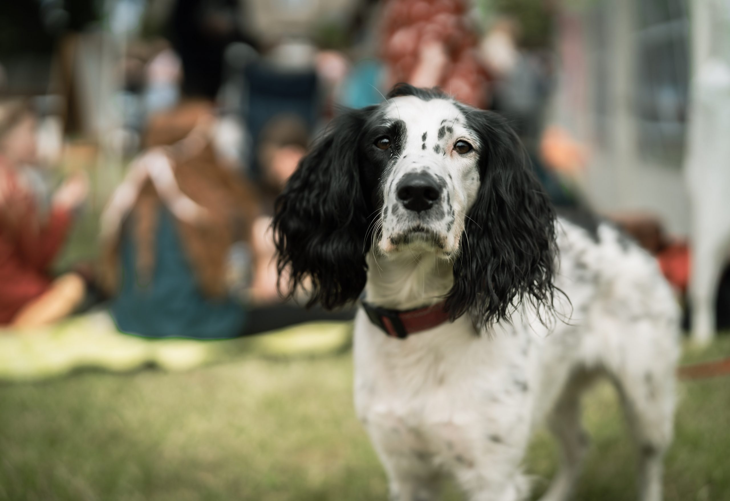 Spaniel Dog